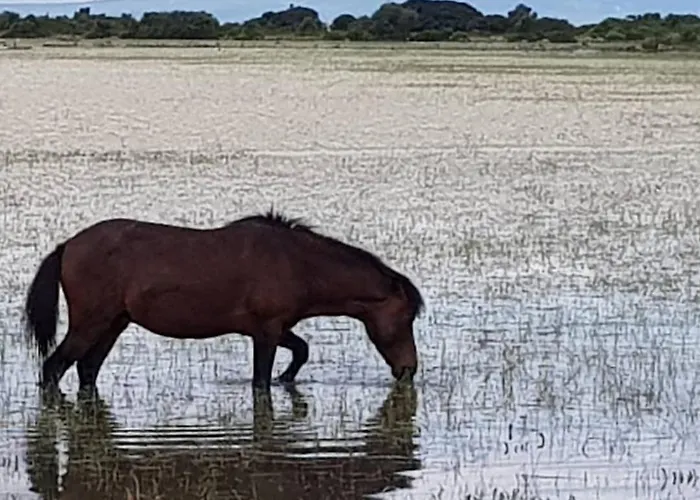 Domus De Jara - Casa Montis Baradili